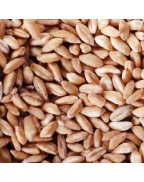 Vita-Spelt Kernels (1x25LB )