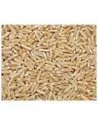 Grains Kamut Berries (1x25LB )Bulk Grains, 100% Organic Kamut Berries, 25 Lbs